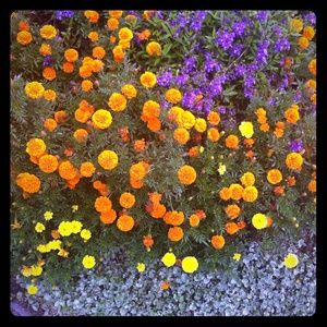 Meet your Posher, Ankie